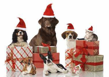 Brighten an animal’s life for the holidays