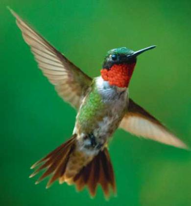 Ruby‐throated hummingbirds to depart region for the winter