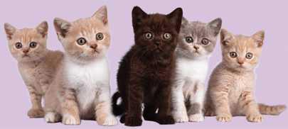 Toledo Humane Society to hold Kitten Shower Materni-Tea Party on Mar. 22