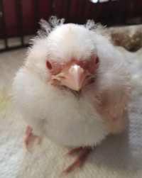 Baby Carl