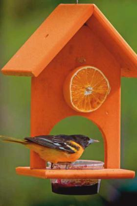 Biggest Week in American Birding runs through May 14