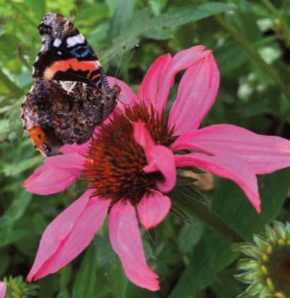 Red Admiral on purple coneflower.