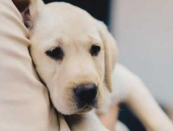 Puppies such as this little one are in need of volunteers to train them for the Assistance Dogs program.