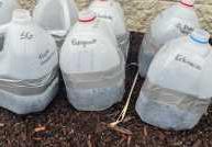 Lucas SWCD offers native seed stratification class Wednesday, January 15
