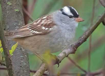 White‐crowned sparrow among fall migrating birds