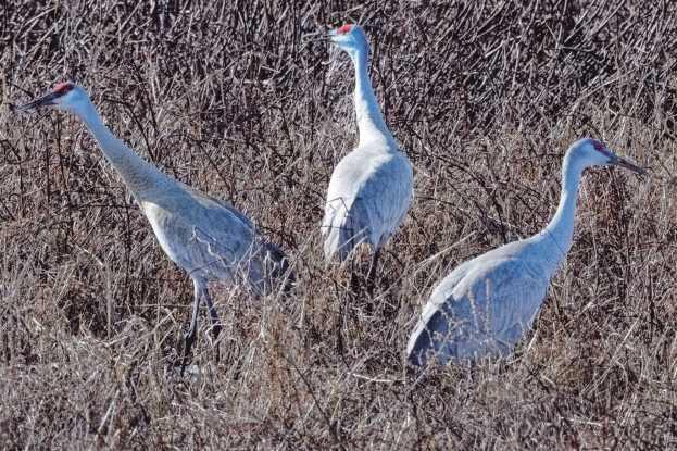 Sandhill cranes mark the return of spring