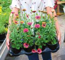 Recycling collection for greenhouse trays and planters runs through June 6