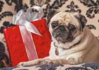 Gift suggestions for pets