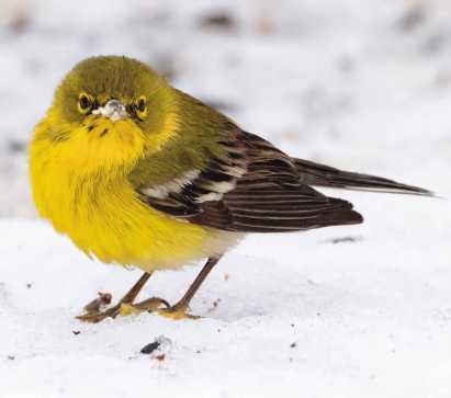 Rare winter visitor spotted at Metroparks
